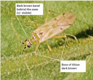 Nesidiocoris tenuis: greenish brown with dark spots