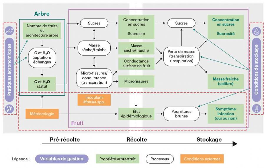 Figure 1 : Schéma conceptuel des processus considérés dans l'ensemble de la thèse