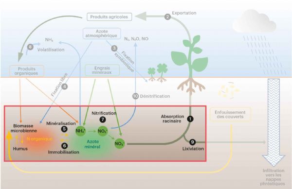 Figure 1 : Devenir de l'azote dans un écosystème agricole