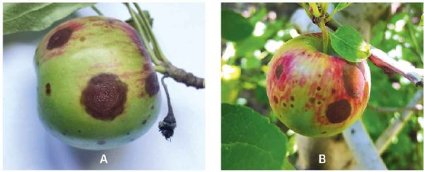 Photos 1a et 1b : Symptômes caractéristiques de pourriture amère ou « bitter rot » (abr) sur pommes (variété cripps red). La photo 1A met en évidence une tache avancée avec présence de fructifications, la photo 1B présente un fruit avec des pourritures pl