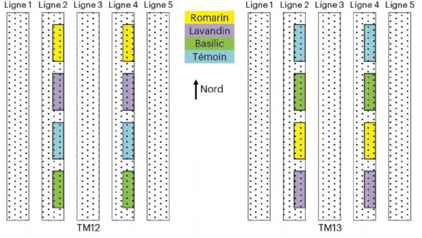 Figure 1 : Dispositif de l'expérimentation 2022 sur le centre CTIFL de Balandran
