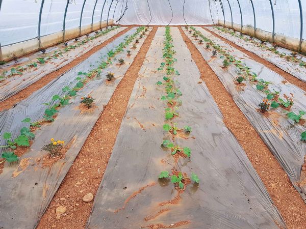 Photo 1 : Les plantes répulsives sont plantées en quinconce des plants de courgette, sur les deuxième et quatrième lignes de culture. Ici, l'essai mis en place en 2021 pour tester l'oeillet d'Inde.