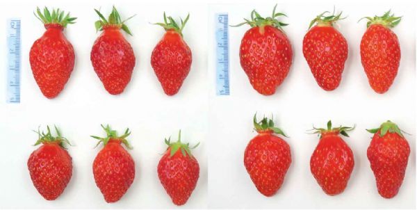 Photo 2 : Fruits produits par des plants atteints de jaunisse (gauche) et fruits produits ampe florale fasciée par des plants sains (droite)