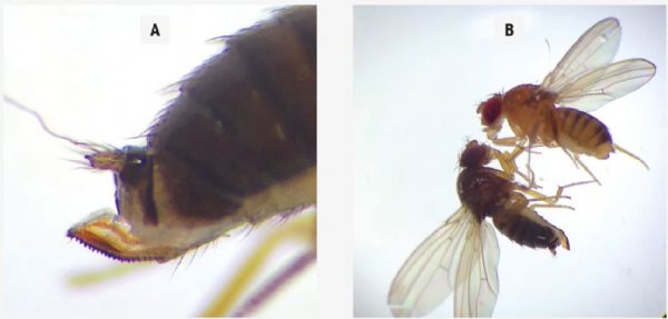 Figure 1 | A. Ovipositeur dentelé de D. Suzukii