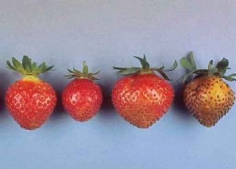Figure 1 | Intensité croissante des symptômes de bronzage sur fraise (de gauche à droite)