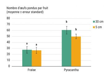 Figure 10 : Nombre d'oeufs pondus par Drosophila suzukii sur chaque espèce de fruit