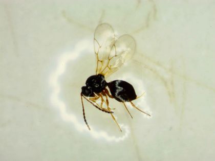 Figure 17 : Individu adulte femelle de Ganaspis cf. brasiliensis