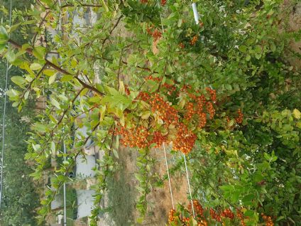 Figure 8 : Pyracantha coccinea. Plante-piège utilisée pour le contrôle de Drosophila suzukii. Jeune plant en pot sur le site CTIFL de Balandran