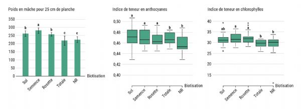 Figure 2 : La biotisation postdésinfection impacte à la fois le rendement et la teneur en pigments foliaire des mâches