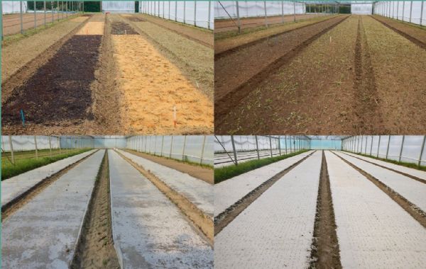 Figure A : Désinfestation anaérobique des sols, une méthode alternative aux traitements chimiques