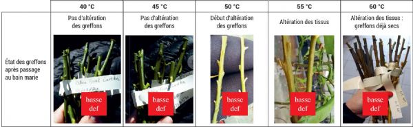 Figure 1 : Taux de reprise au greffage de différentes espèces fruitières après trempage à l'eau chaude