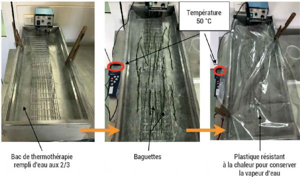 Figure 2 : Impact de différentes températures sur rameaux d'agrumes (durée 50 minutes)