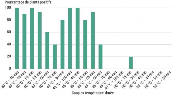 Figure 4 : Expérimentation de traitement à l'eau chaude contre le PPV - Pourcentage de plants d'abricotier positifs au virus de la Sharka (PPV) sur indicateur pêcher GF305 après greffage