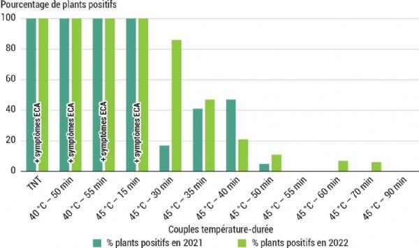 Figure 7 : Expérimentation du traitement à l'eau chaude contre l'ECA sur prunier salicina - Pourcentage de plants positifs par PCR au cours des 2e (2021) et 3e (2022) cycles végétatifs après greffage