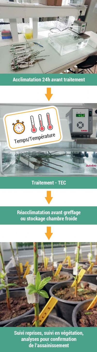 Le protocole mis en oeuvre en laboratoire et serre (1/2)