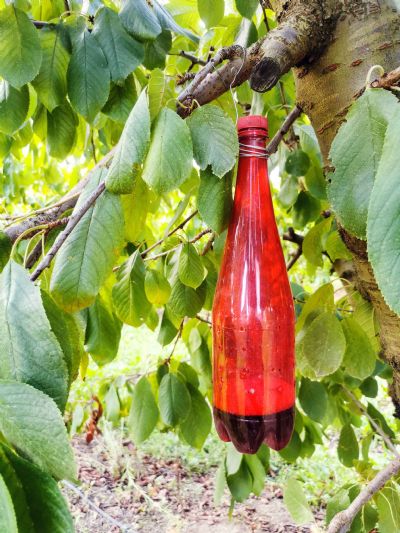 Figure 1 : Bouteille piège positionnée dans la frondaison des arbres