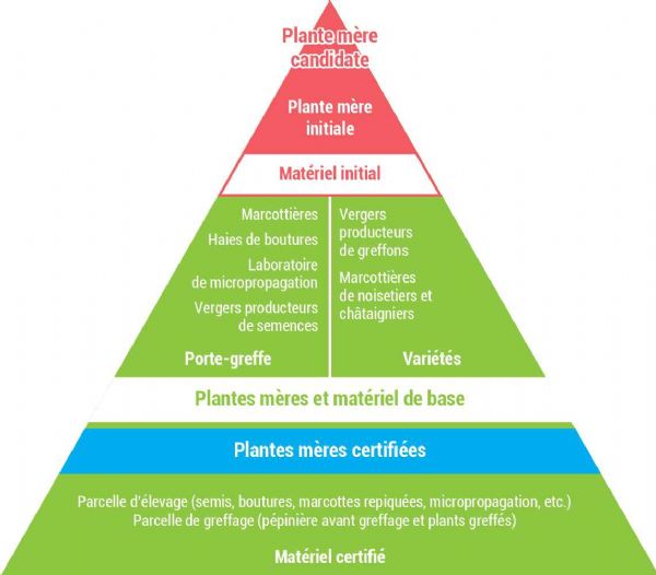 Figure 1 : Pyramide de filiation de certification