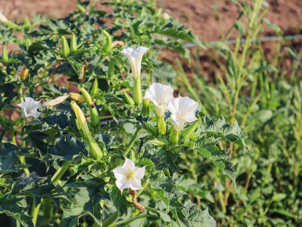 Figure 1 : Fleurs de Datura stramonium Figure 1 : Fleurs de Datura stramonium