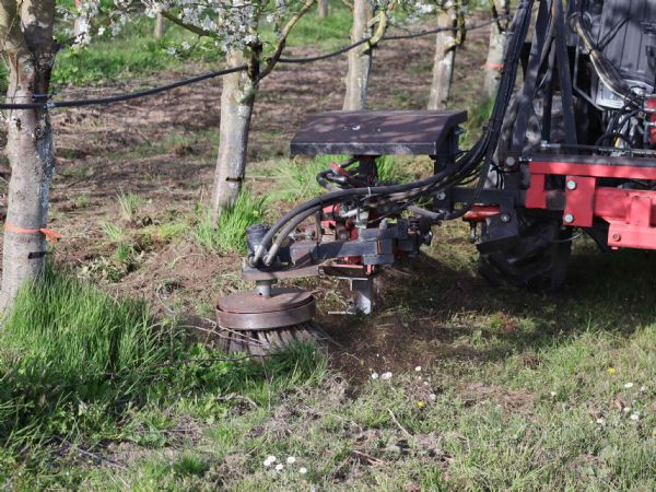 Figure 2 : Désherbage mécanique d'un verger de pruniers Figure 2 : Désherbage mécanique d'un verger de pruniers