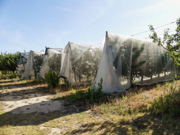 Figure 1 : Chaque rang est équipé d'un filet différent Figure 1 : Chaque rang est équipé d'un filet différent