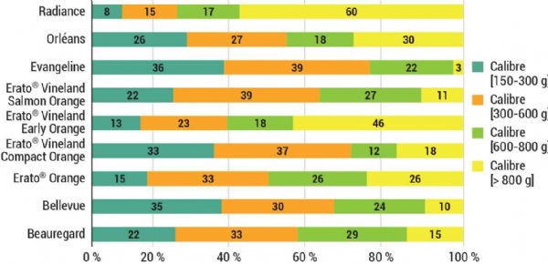 Figure 1 : Répartition des calibres commercialisables en fonction des variétés en 2022 Figure 1 : Répartition des calibres commercialisables en fonction des variétés en 2022