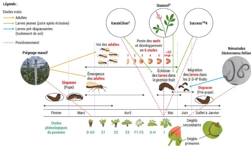 Figure 11 : Schéma récapitulatif des méthodes de lutte, de leurs cibles et de leurs positionnements en fonction du cycle de l'hoplocampe