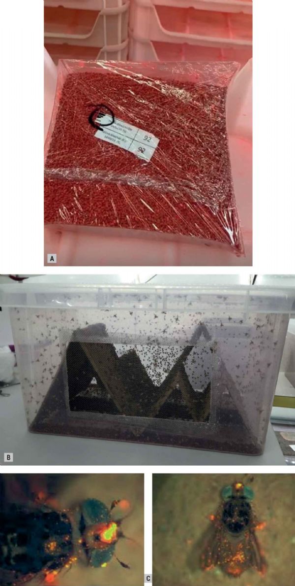 Figure 2 : Cératites mâles stérilisées