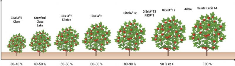 Figure 2 : Représentation schématique de l'échelle de vigueur des douze porte-greffe évalués et des témoins (Adara et Sainte-Lucie 64) Figure 2 : Représentation schématique de l'échelle de vigueur des douze porte-greffe évalués et des témoins (Adara et Sainte-Lucie 64)