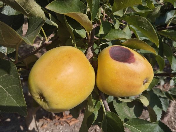 Figure 3 : Coup de soleil - symptôme léger pouvant passer inaperçu à l'entrée en station (à gauche) et symptôme sévère nécrosé (à droite) Figure 3 : Coup de soleil - symptôme léger pouvant passer inaperçu à l'entrée en station (à gauche) et symptôme sévère nécrosé (à droite)