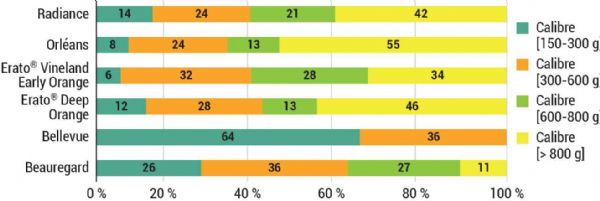 Figure 3: Répartition des calibres commercialisables en fonction des variétés en 2023 Figure 3: Répartition des calibres commercialisables en fonction des variétés en 2023