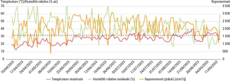 Figure 4 : Données climatiques de la floraison (17/04/2023) à la récolte (15/09/2023) en lien avec les coups de soleils observés sur la pomme Golden produite sur le centre CTIFL de Lanxade Figure 4 : Données climatiques de la floraison (17/04/2023) à la récolte (15/09/2023) en lien avec les coups de soleils observés sur la pomme Golden produite sur le centre CTIFL de Lanxade