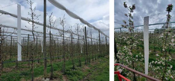 Figure 5 : Dispositif de piégeage massif installé au stade D/D3 (à gauche) et d'une bande CatchIT® de ce dispositif au stade F2 (à droite)