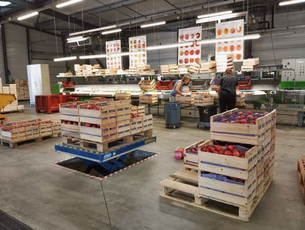 Figure 6 : Calibrage, pesée, conditionnement des pommes Gala Figure 6 : Calibrage, pesée, conditionnement des pommes Gala