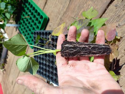 Figure 6 : Motte longue de la modalité plant 3 Figure 6 : Motte longue de la modalité plant 3