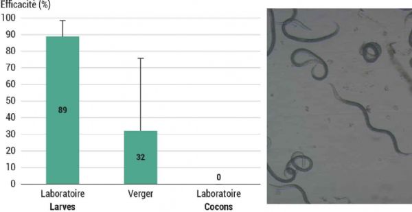 Figure 8 : Efficacité des nématodes Steinernema feltiae sur larves pré-diapausantes et cocons d'hoplocampe du pommier (à gauche) et photo de nématodes S. feltiae au microscope (x100) (à droite)