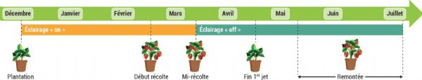 Figure 8 : Rappel du cycle du fraisier au regard du protocole d'éclairage réalisé Figure 8 : Rappel du cycle du fraisier au regard du protocole d'éclairage réalisé