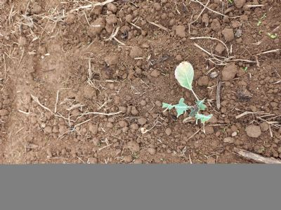 Figure 1 : Dégâts de picorage des feuilles provoquées par des colombidés sur plant