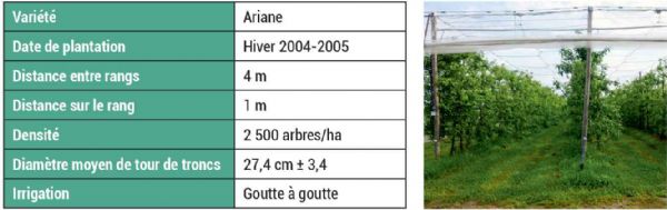 Figure 2 : Caractéristique du matériel végétal support des essais 2022-2023-2024