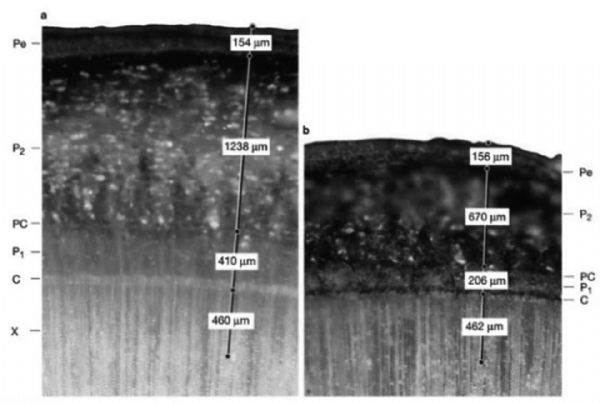 Figure 2 : Coupe transversale du même segment de tige sur l'espèce Épicéa (a = frais, b = sec) Figure 2 : Coupe transversale du même segment de tige sur l'espèce Épicéa (a = frais, b = sec)