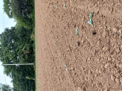 Figure 2 : Dégâts d'arrachage des plants provoqués par les corvidés