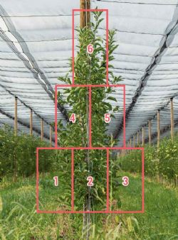Figure 2 : Répartition des compartiments d'échantillonnage dans la haie fruitière