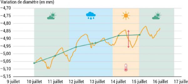 Figure 3 : Variation de diamètre capté par un dendromètre sur un pêcher en juillet 2022 Figure 3 : Variation de diamètre capté par un dendromètre sur un pêcher en juillet 2022