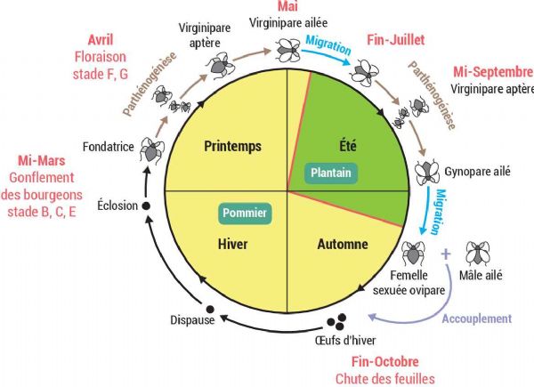 Figure 4 : Cycle de vie du puceron cendré