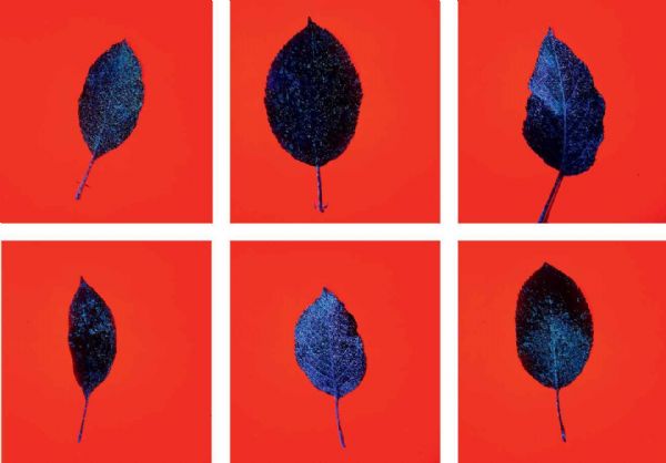 Figure 4 : Photos prises avec le boîtier DropSight