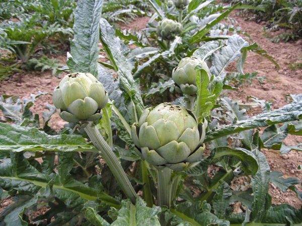 Figure 4 : Variétés d'artichauts de semis - Sambo (type charnu vert)