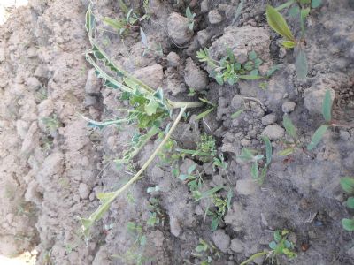 Figure 5 : Plant de brocoli présentant des dégâts de colombidés sur jeunes feuilles de type « mangé »