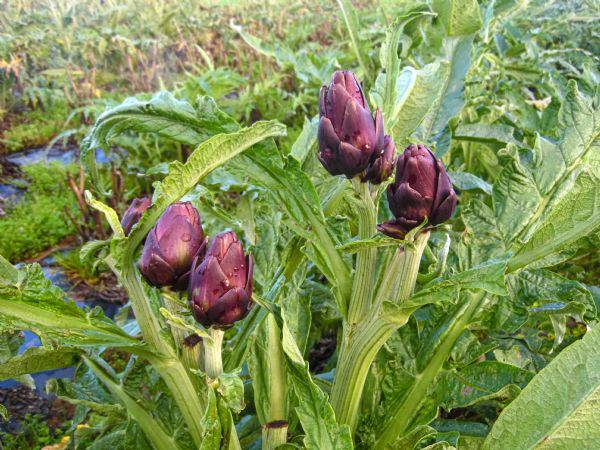 Figure 5 : Variétés d'artichauts de semis Capriccio (type petit violet)