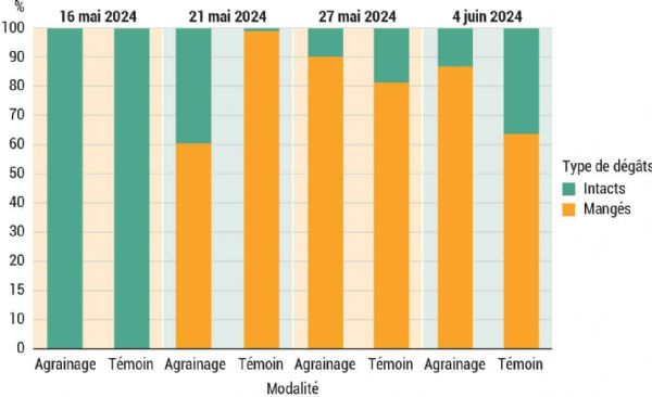 Figure 6: Proportion de plants mangés et de plants intacts en fonction des conditions d'agrainage de la parcelle