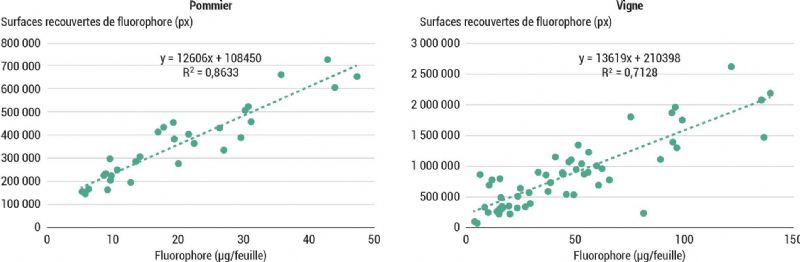Figure 7 : Comparaison des surfaces de gouttelettes calculées par analyse d'images avec la quantité réelle de fluorophore