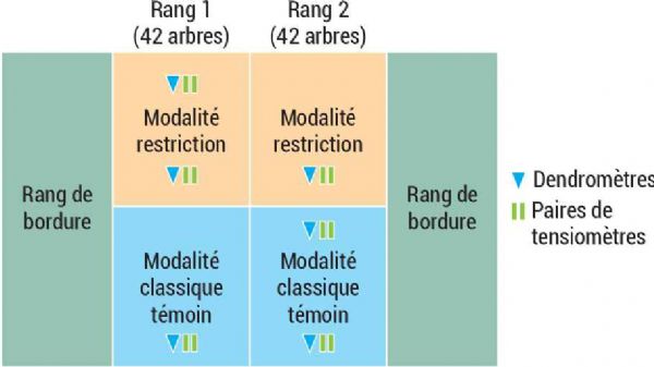 Figure A : Site de la SEFRA-CTIFL, parcelle de pêchers Figure A : Site de la SEFRA-CTIFL, parcelle de pêchers